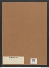 Diatomeae indet. Zeichnungen Sammlung Grunow Mappe 03446 (Herbarium_W_Grunow_drawings_Folder_03446)